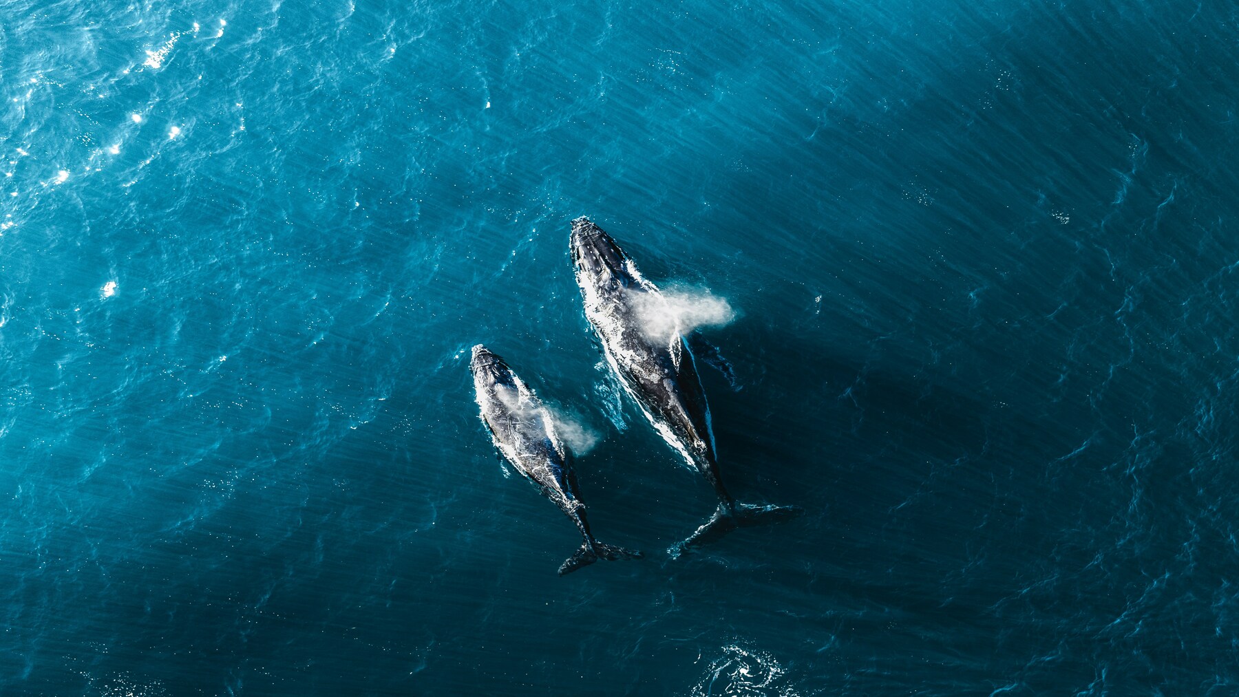 Mortandad de ballenas en Chubut: ballena franca austral y su cría