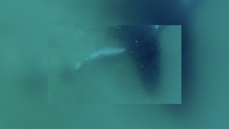 Fotograma submarino de una ballena jorobada junto a su cría muerta en aguas turbias ballena jorobada