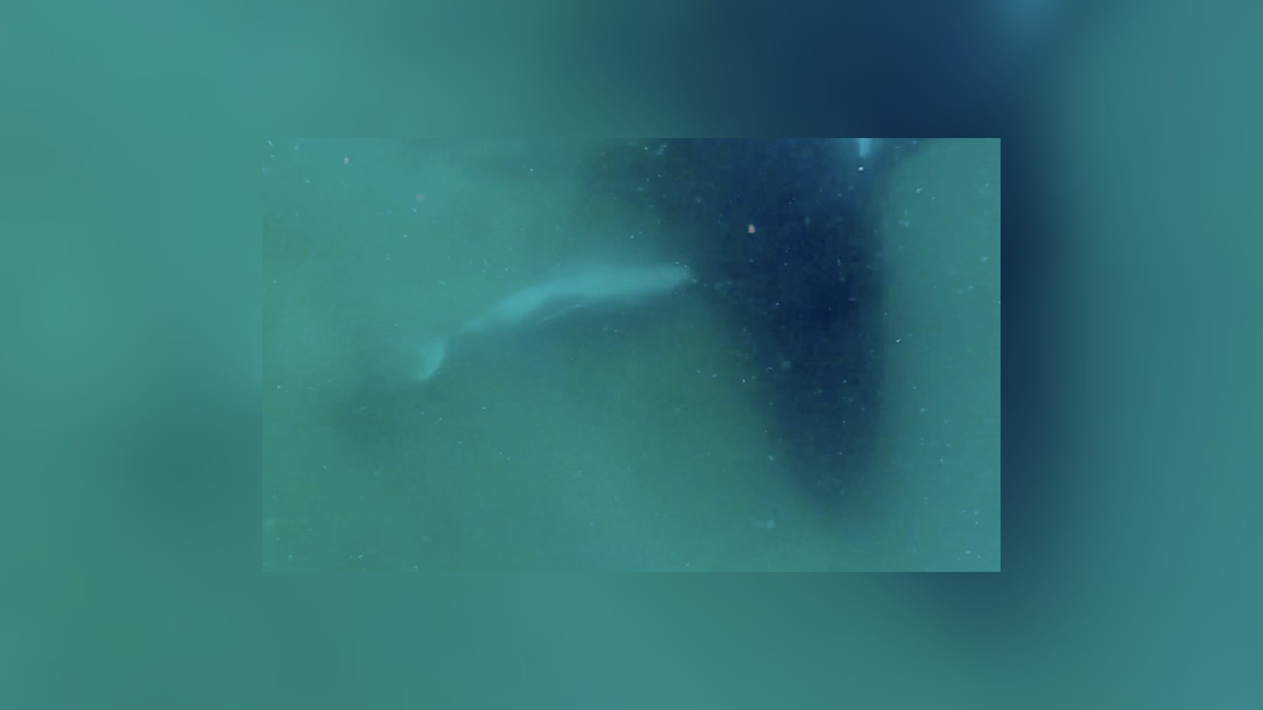 Fotograma submarino de una ballena jorobada junto a su cría muerta en aguas turbias ballena jorobada