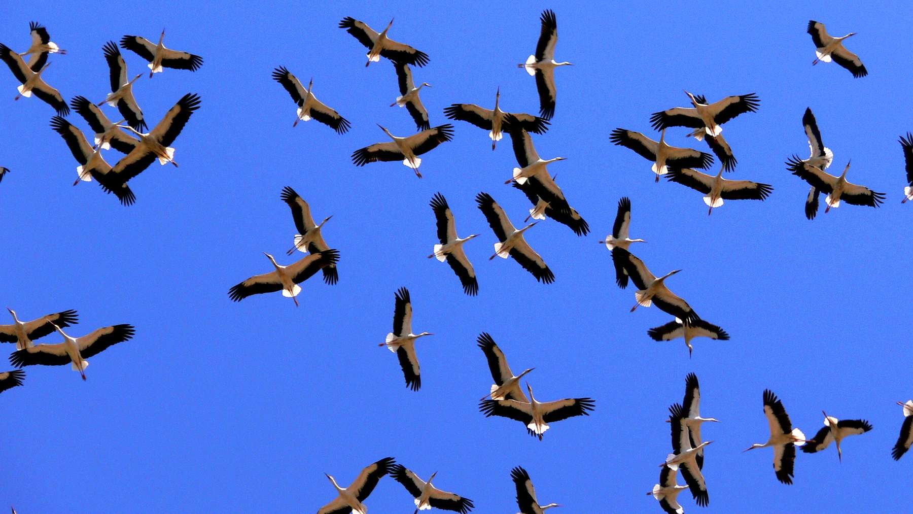 Bandada de cigüeñas blancas en vuelo migratorio; las grullas y cigüeñas de Europa acortan su viaje de invierno