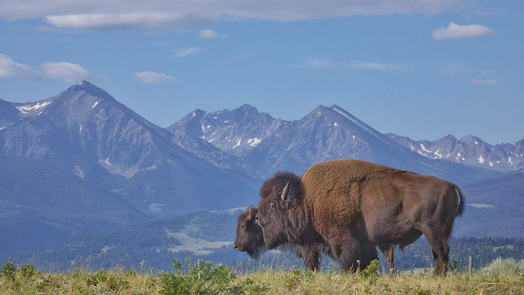 Uno de los bisontes del rancho Flying D, en Montana, en un pastizal con montañas al fondo