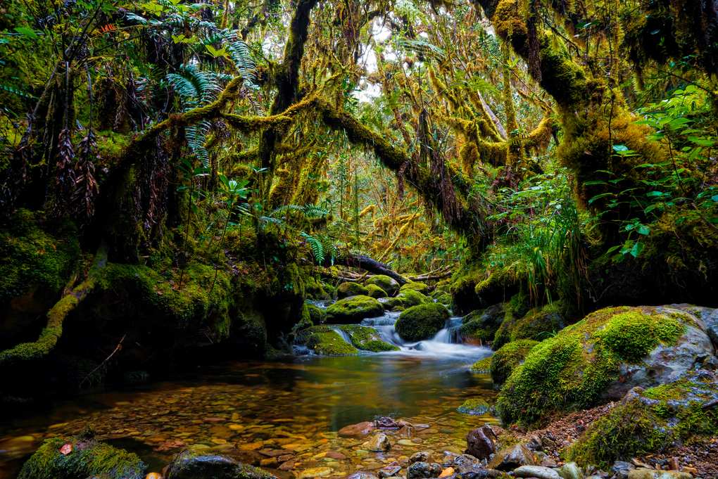 Arroyo entre árboles cubiertos de musgo en el bosque del Parque Nacional Gunung Leuser, en Aceh
