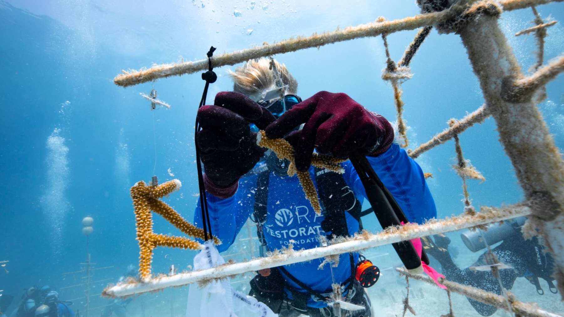 Buceadores revisan corales en un árbol de cultivo de la Coral Restoration Foundation
