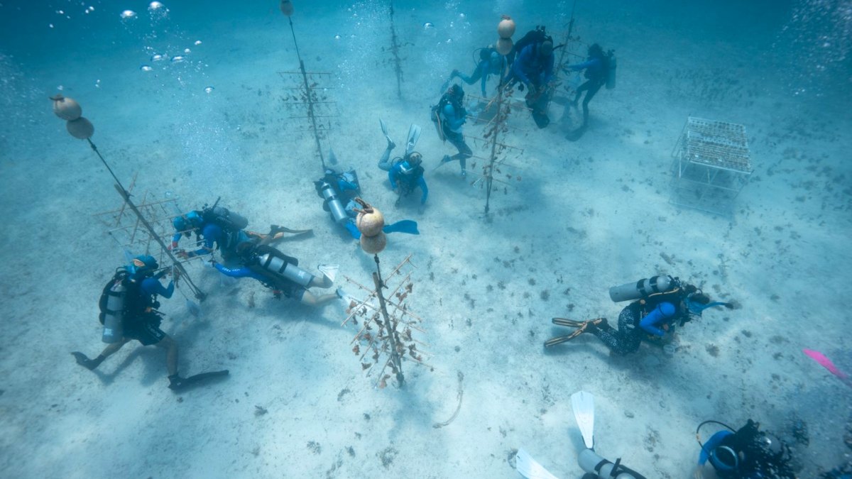 Buceadores trabajando en un vivero de árboles de coral de la Coral Restoration Foundation