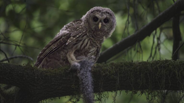 Búho barrado joven con una ardilla en la rama de un árbol, especie en la que se ha medido el veneno para ratas