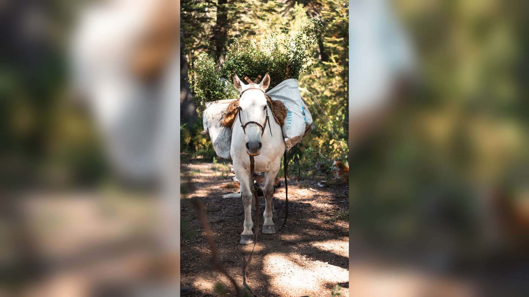 Caballo cargado con plantines en El Turbio, donde se plantaron 20.000 árboles nativos