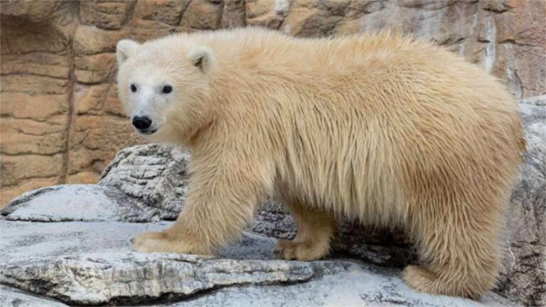 Joven oso polar sobre las rocas del zoo de Assiniboine Park, en Winnipeg