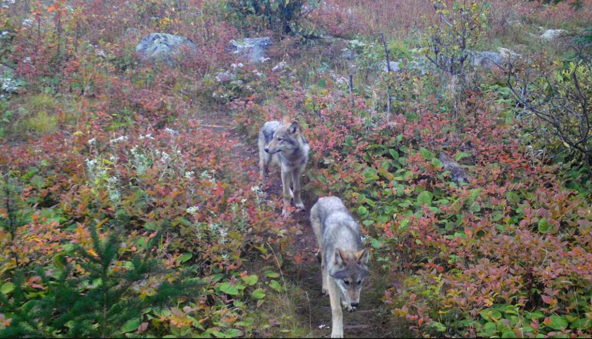 Dos cachorros de lobo captados por una cámara remota entre la vegetación de Isle Royale en septiembre de 2019