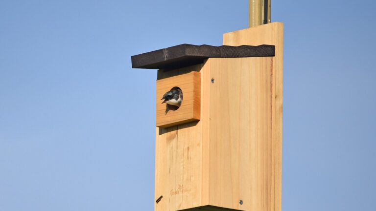 Golondrina bicolor asomada a una caja nido de madera, como las que fabrica el Backyard Bird Project