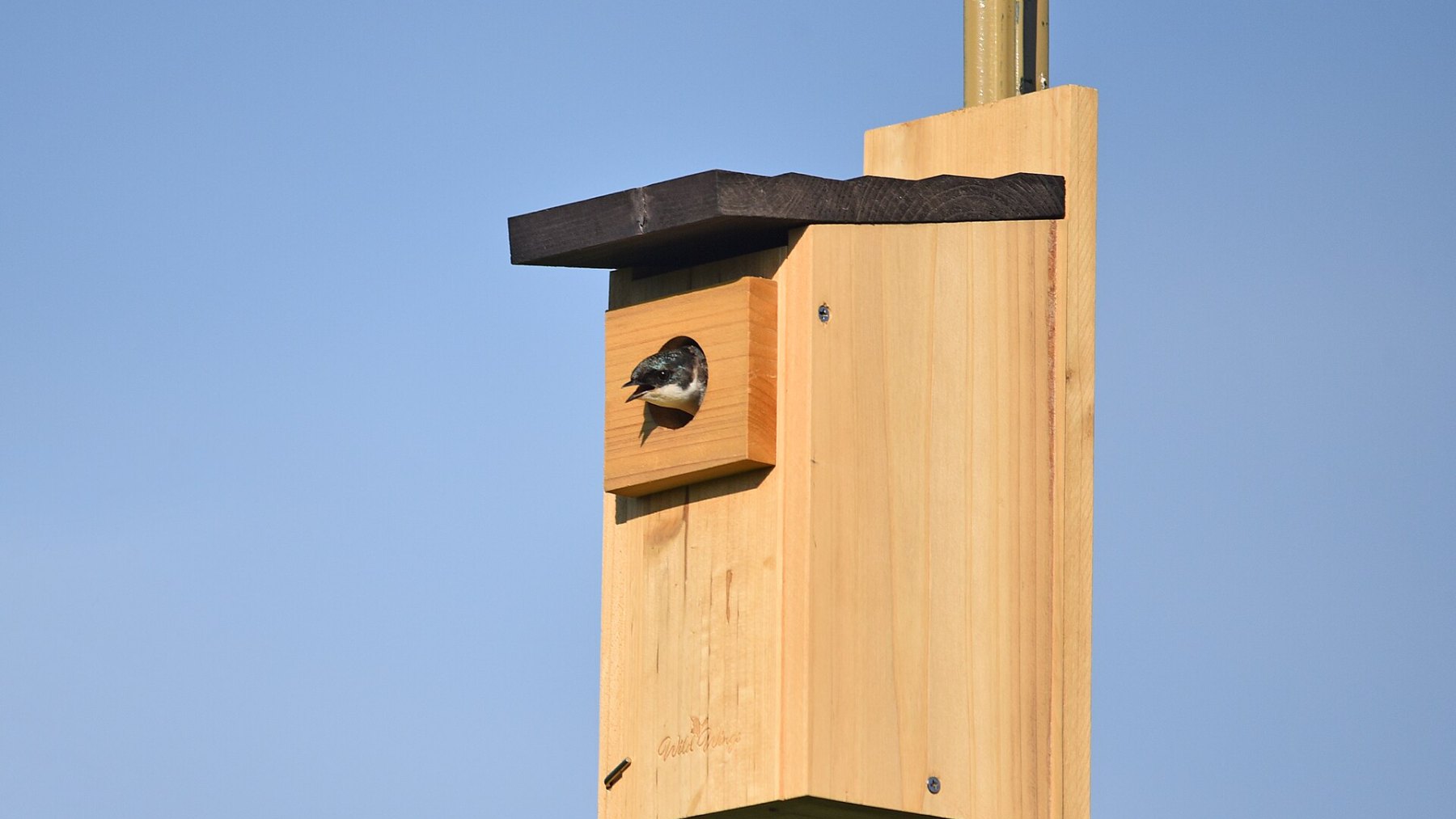 Golondrina bicolor asomada a una caja nido de madera, como las que fabrica el Backyard Bird Project