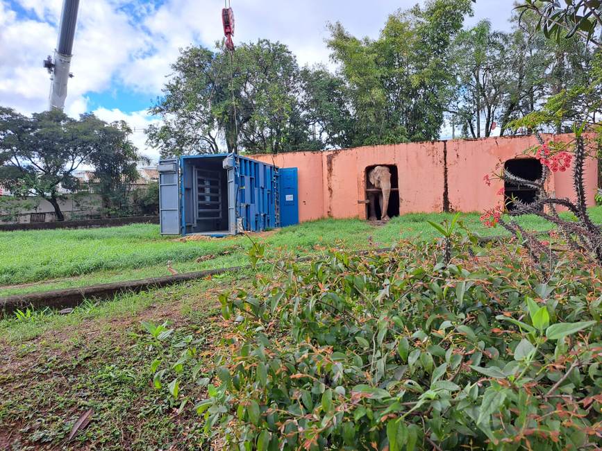Caja de transporte abierta en el recinto de Sandro en el zoo de Sorocaba, con una grúa al lado