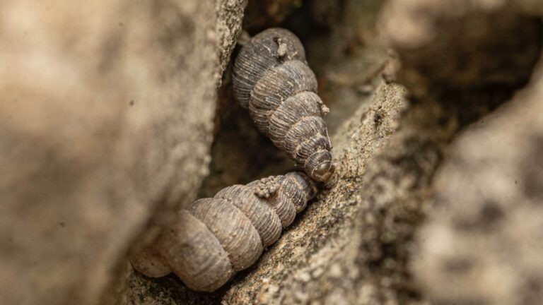 Dos caracoles nuevos de la especie Cochlostoma dobrido en una grieta de caliza de Montenegro