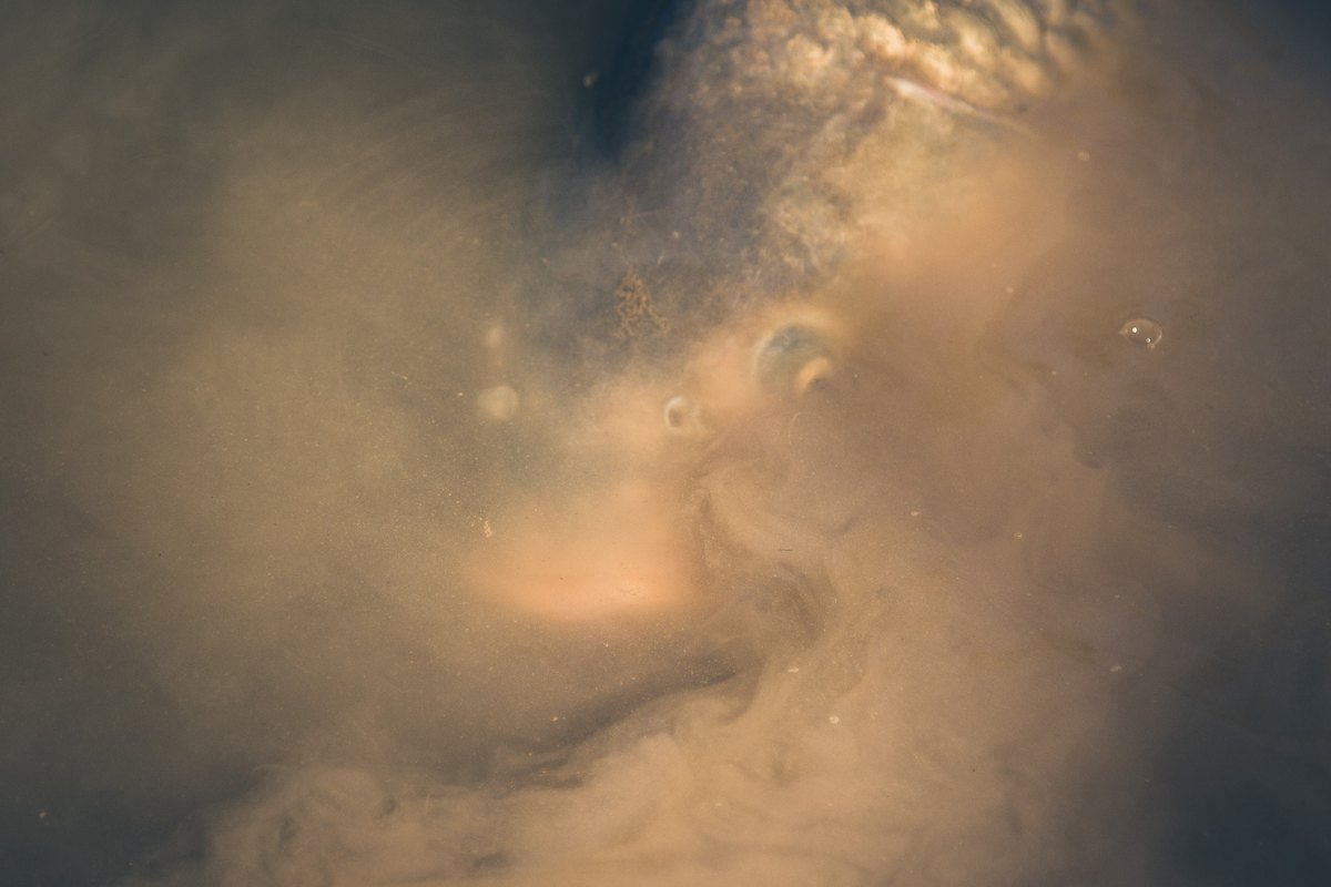 Carpa alimentándose bajo el agua y levantando una nube de sedimento en el río Namoi