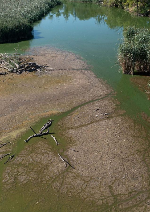 Cauce con poca agua y fondo de barro al descubierto entre cañaverales