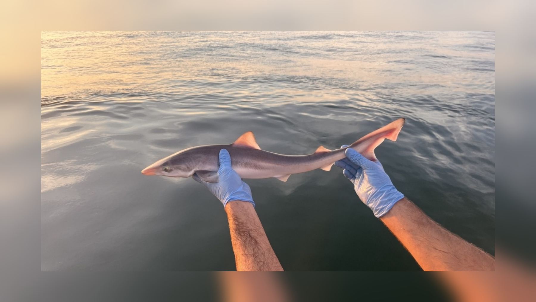 Cazón joven capturado por el VLIZ en el mar del Norte belga