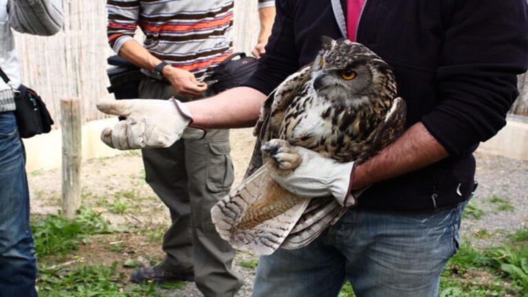 Participantes del Congreso de Centros de Recuperación de Fauna visitan el hospital de GREFA en Majadahonda.