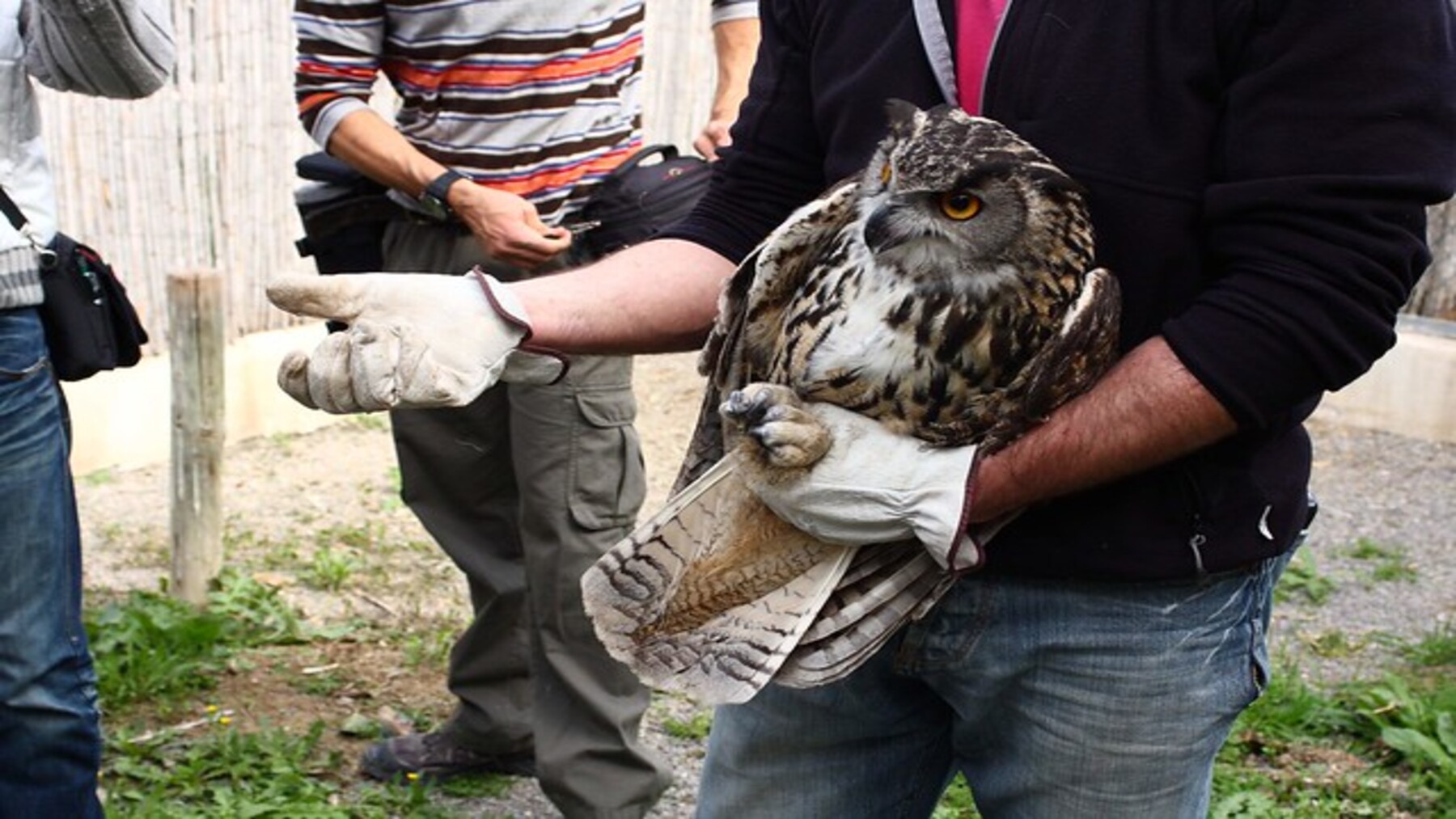 Participantes del Congreso de Centros de Recuperación de Fauna visitan el hospital de GREFA en Majadahonda.