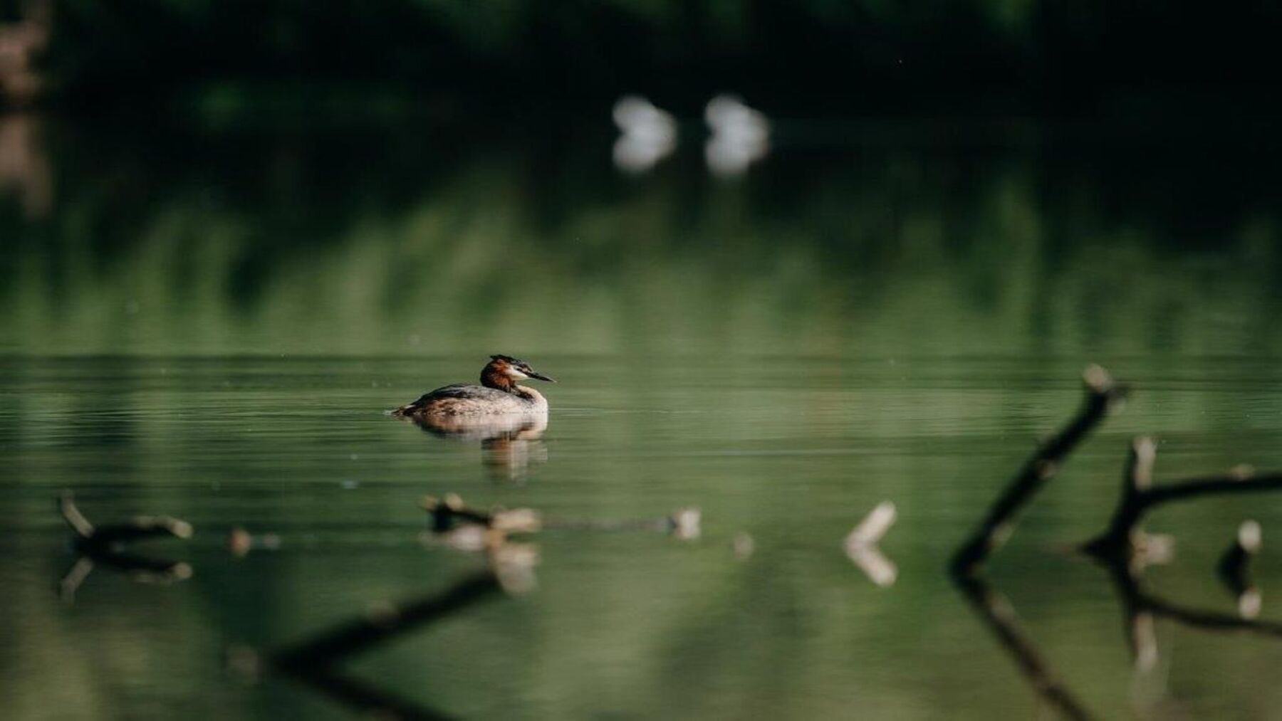 Lagunas y vegetación del humedal Charca de Suárez en Motril