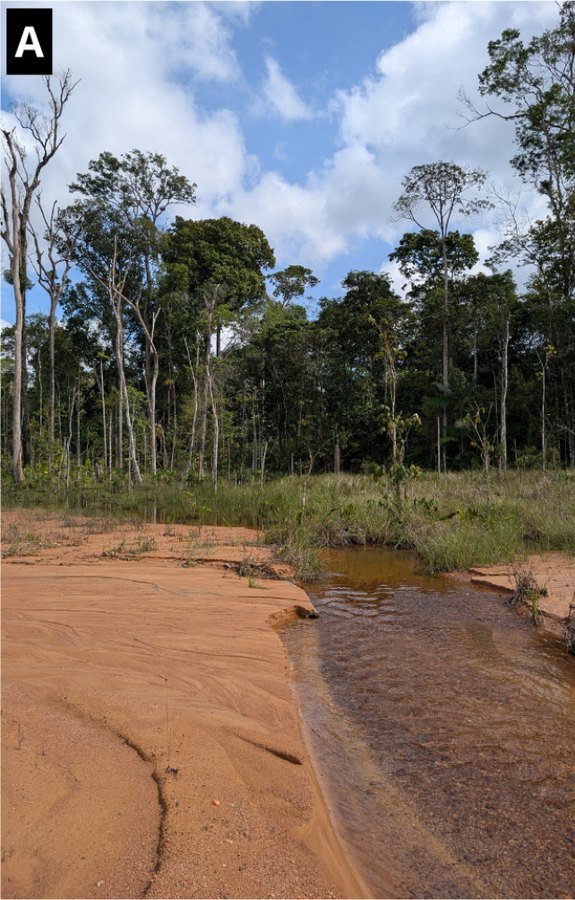 Charca de agua rojiza junto al bosque en el límite de la Reserva Extractivista del Río Cajari, una de las localidades de la nueva especie de pez Laimosemion laranja
