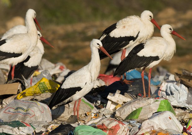 Cigüeñas blancas posadas sobre bolsas y restos de basura en un vertedero
