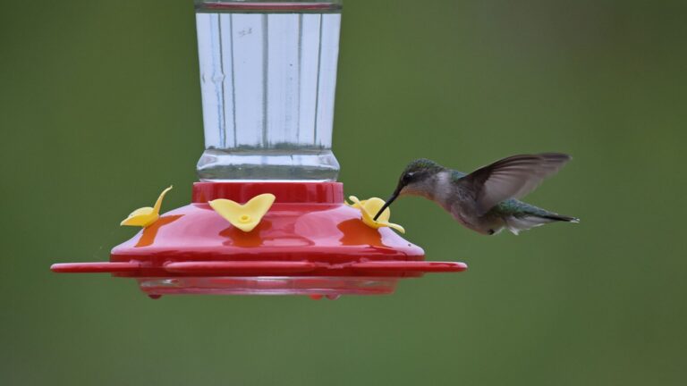 Colibrí de garganta rubí bebiendo de un comedero de agua azucarada