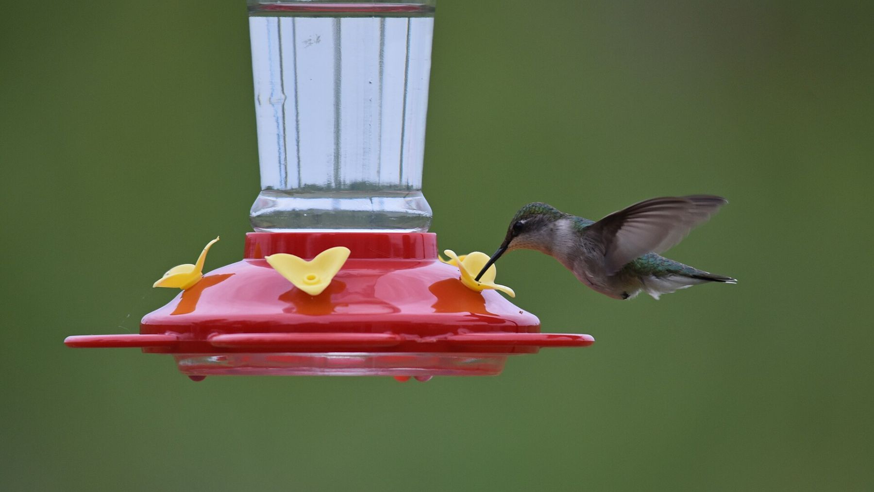 Colibrí de garganta rubí bebiendo de un comedero de agua azucarada
