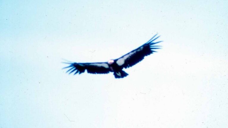 Cóndor de California adulto planeando con las alas extendidas bajo un cielo azul