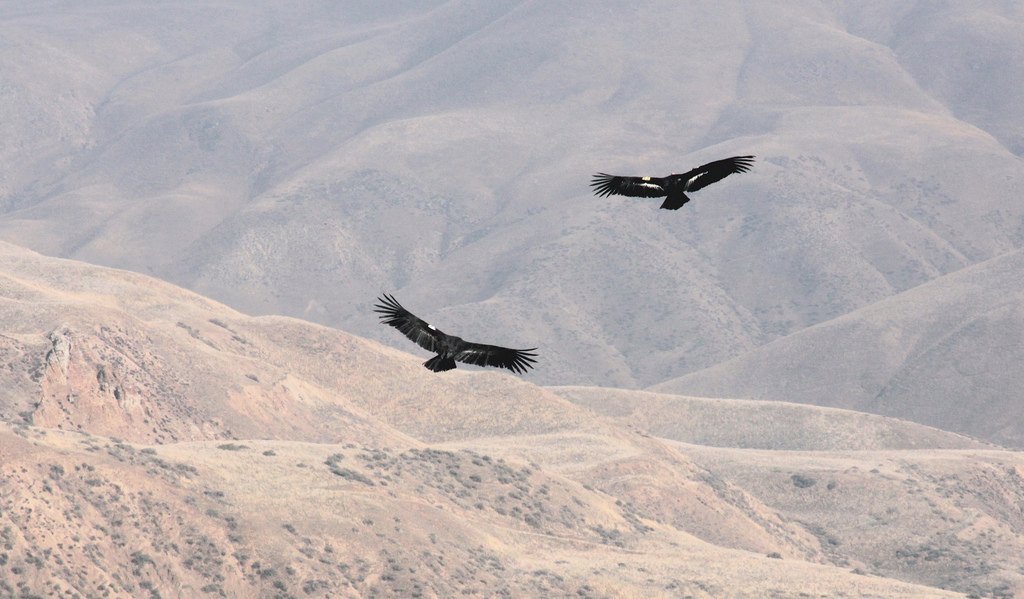 Dos cóndores de California planeando sobre una ladera
