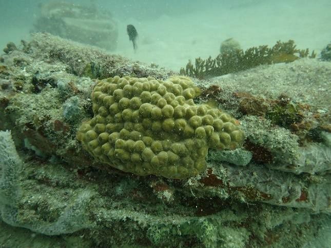 Colonia de coral Montastraea cavernosa creciendo sobre un paquete de neumáticos del arrecife de Osborne antes de su traslado
