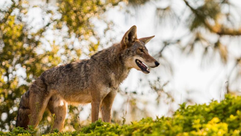 coyote montanas santa monica