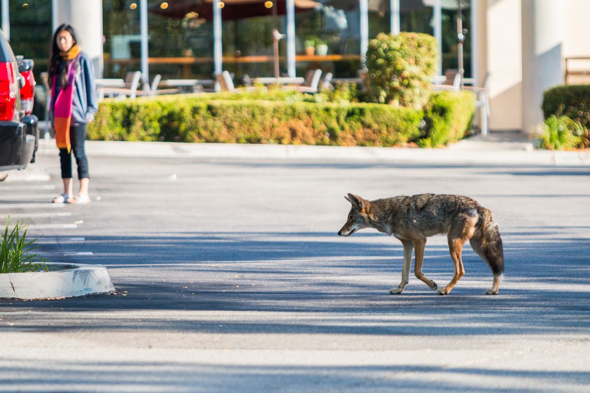 Un coyote cruza un aparcamiento mientras una peatona lo observa