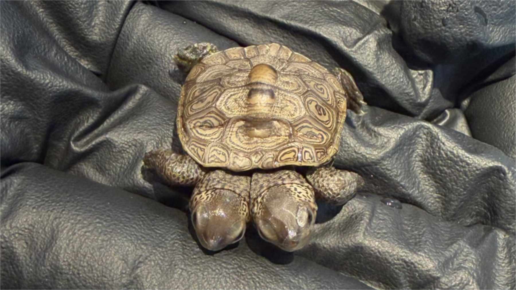 Cría de tortuga de diamante con dos cabezas en el Cape Wildlife Center de Cape Cod