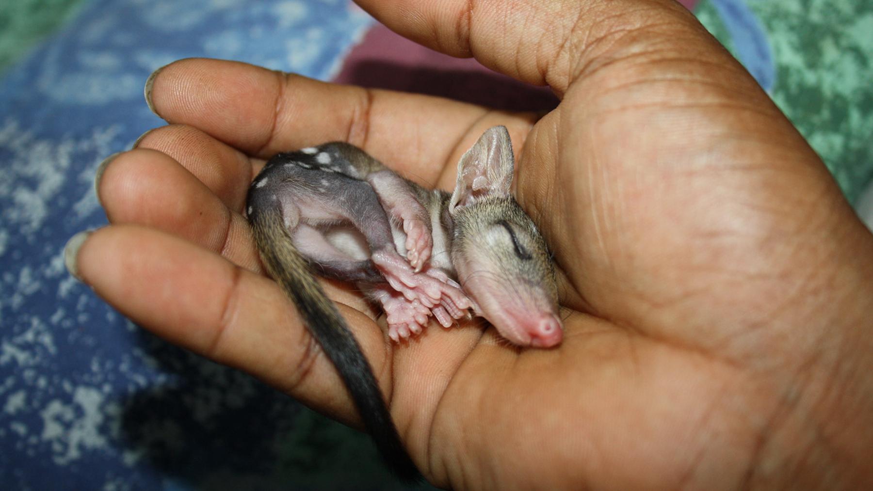 Crías de quoll del norte en la palma de una mano