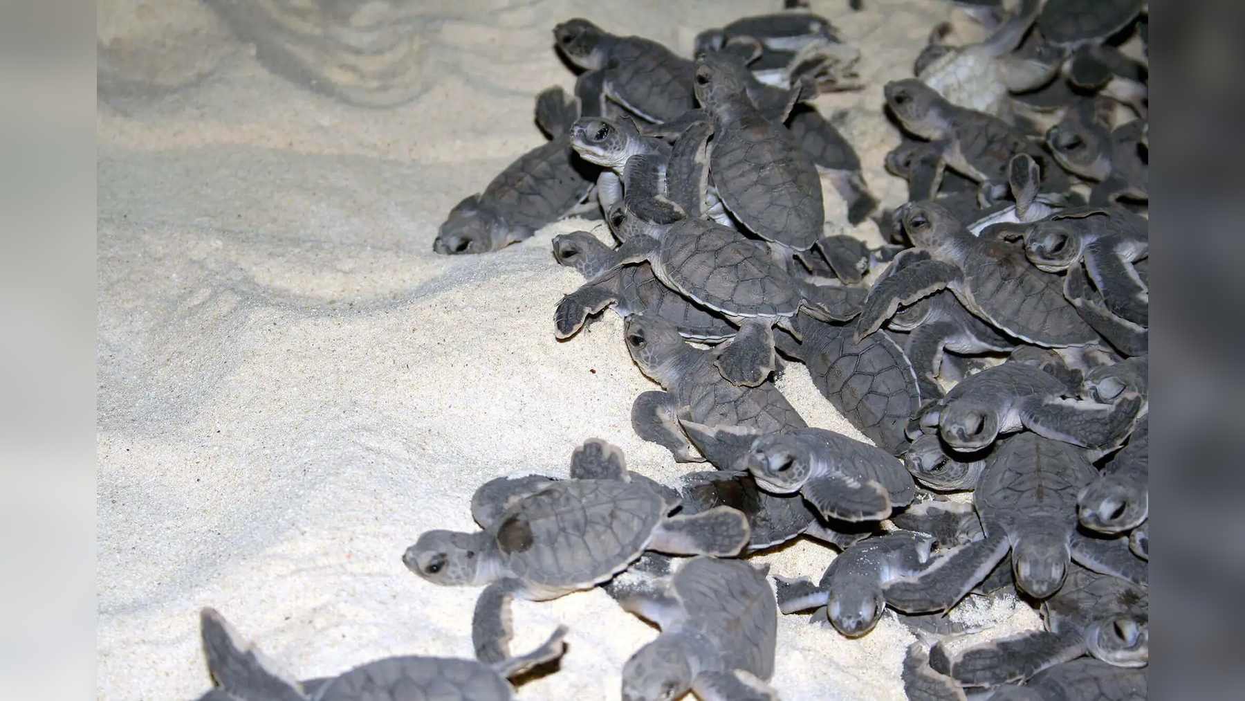 Decenas de crías de tortuga verde se amontonan sobre la arena blanca, en una imagen de Sabah Parks del parque de las islas Tortuga