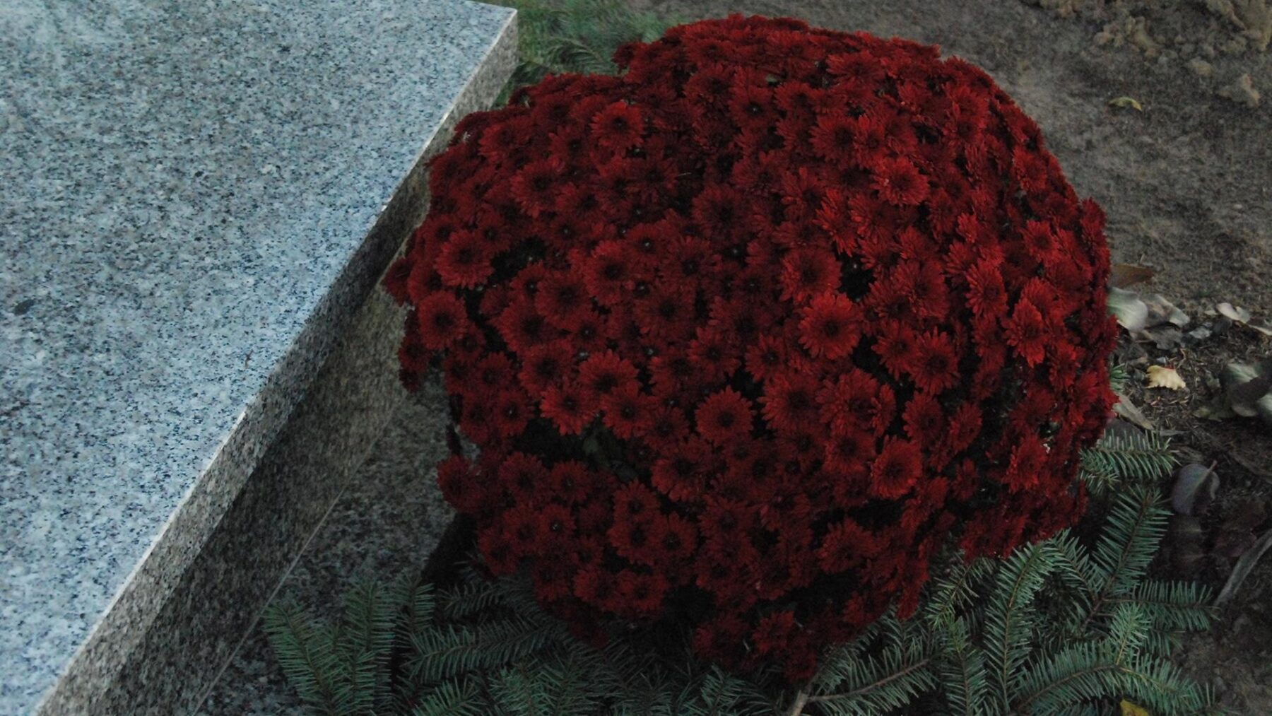 Maceta de crisantemos rojos junto a una lápida en un cementerio de Polonia