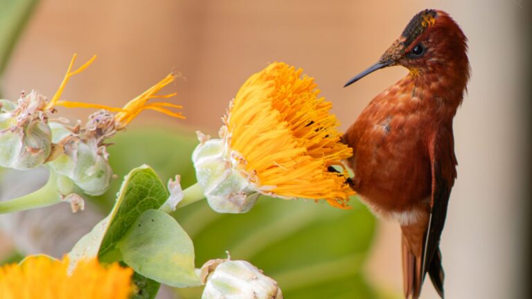 Flores de Dendroseris, el género de Dendroseris neriifolia, visitadas por un picaflor de Juan Fernández