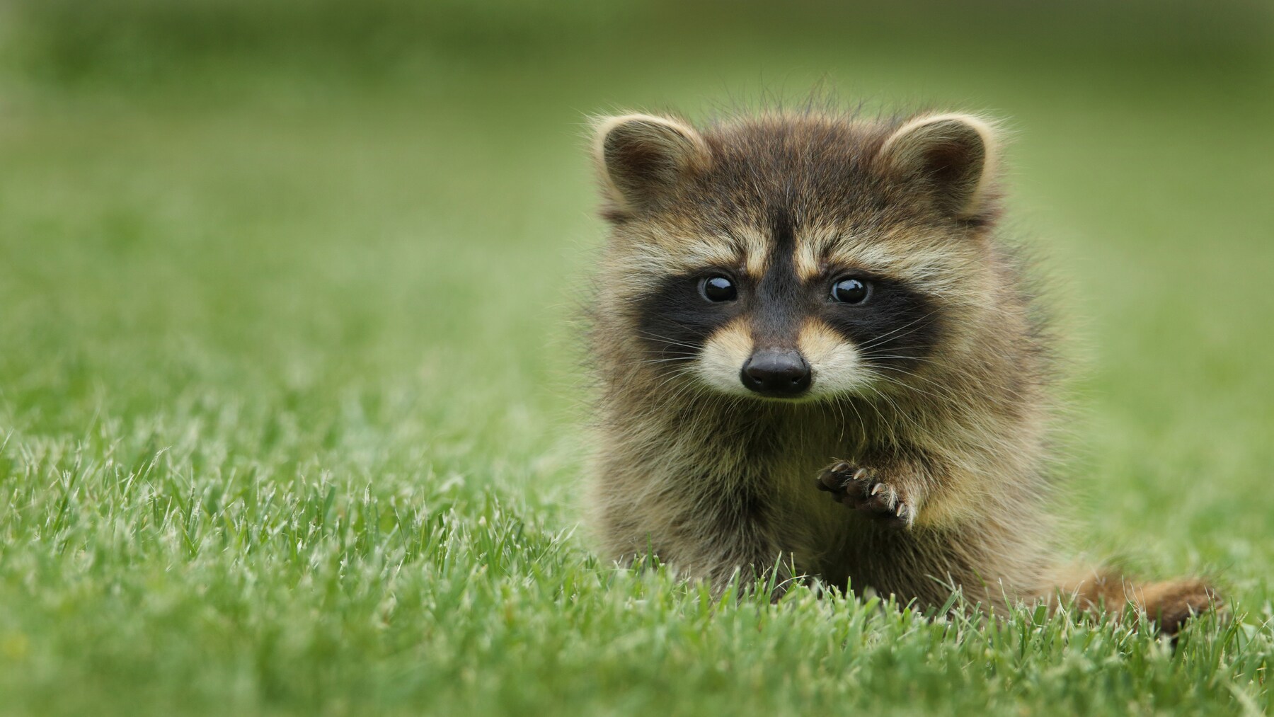 Fauna silvestre en su hábitat durante el Día Mundial de los Animales 2026