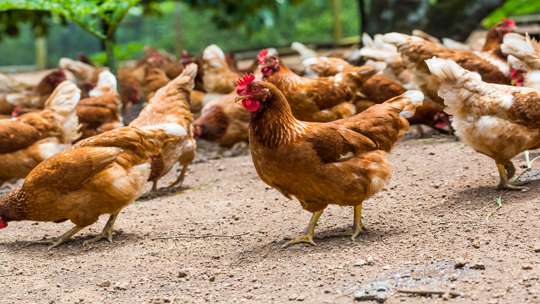 Animales en una explotación ganadera durante el Día Mundial de los Animales de Granja 2026