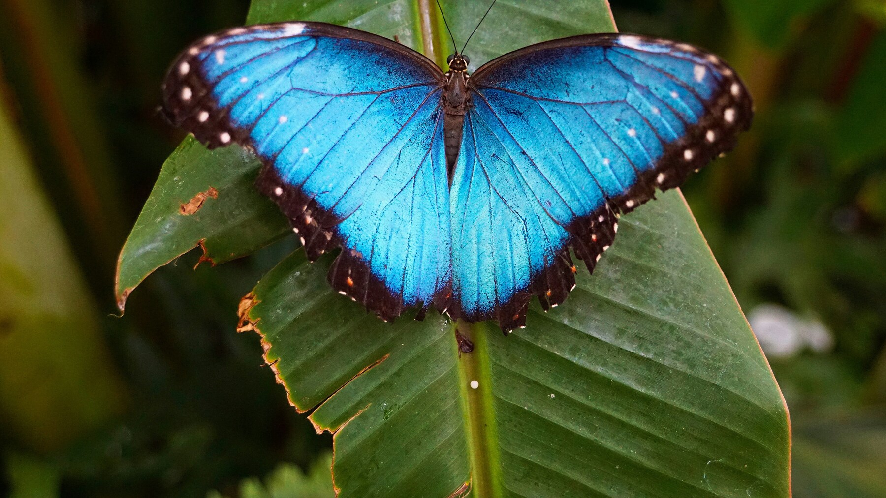 Mariposas con bandas y manchas en las alas que ilustran los diseños analizados en el estudio