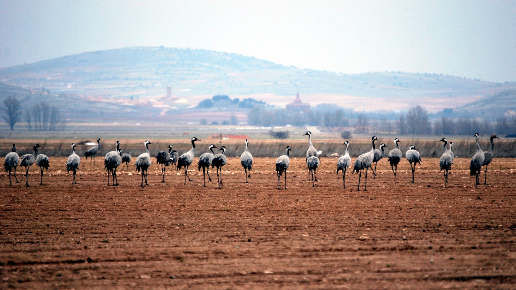 Una veintena de grullas comunes caminan en fila por un campo arado de tierra rojiza, con colinas y un pueblo a lo lejos, en la laguna de Gallocanta.
