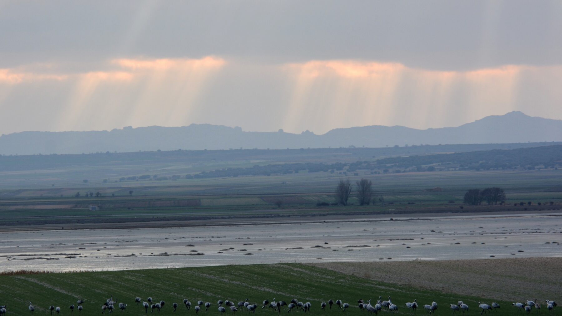 Bandada de grullas comiendo en un campo verde junto a la laguna de Gallocanta, mientras el sol se filtra entre las nubes en rayos sobre las montañas del fondo.