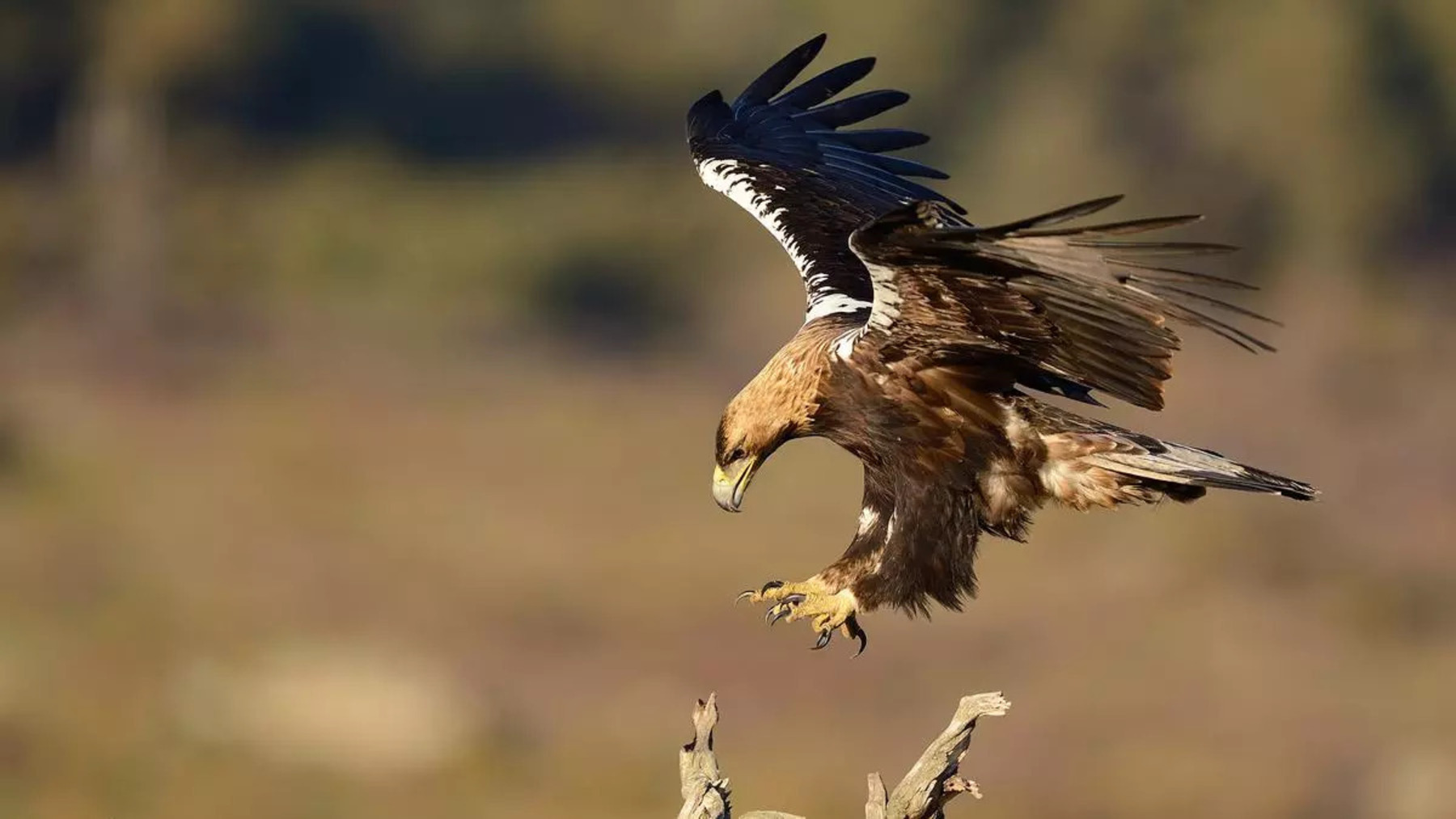 Dos jóvenes de águila imperial en Doñana durante su aclimatación en El Acebuche