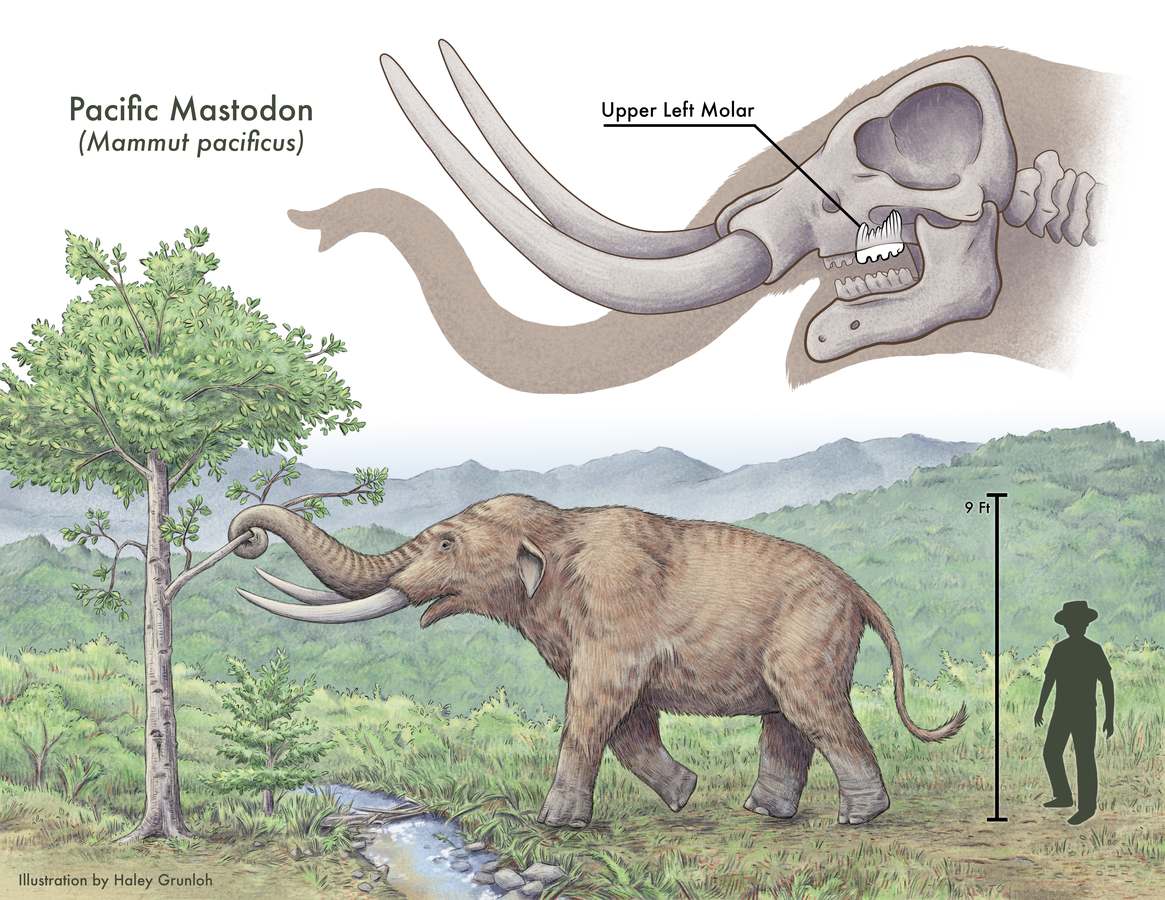 Ilustración de un mastodonte del Pacífico comiendo hojas de un árbol junto a un arroyo, con su cráneo y el molar superior izquierdo señalado