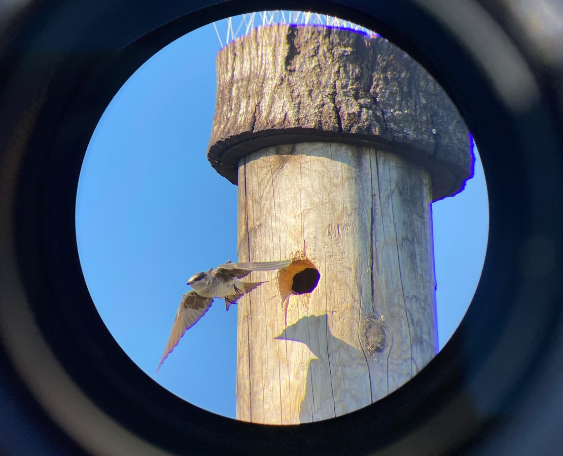 Golondrina purpúrea saliendo en vuelo de una cavidad abierta en un poste de madera en Sierra Azul