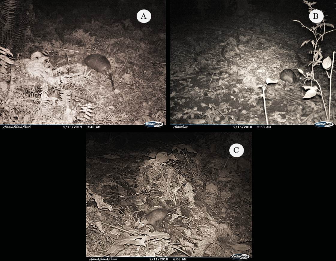 Armadillo, guaqueque y tlacuache fotografiados por cámaras trampa en las parcelas de restauración