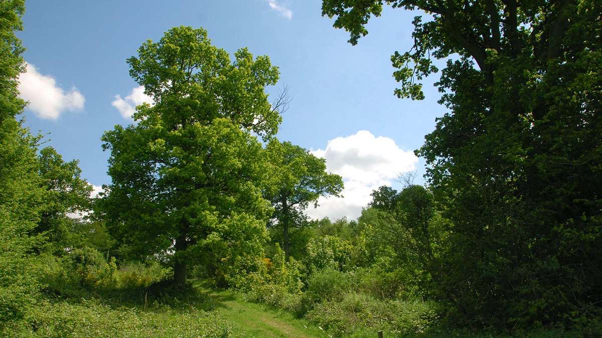 Árboles y sendero en Hucking Estate, finca de Woodland Trust en Kent con zonas de bosque antiguo y bosque plantado
