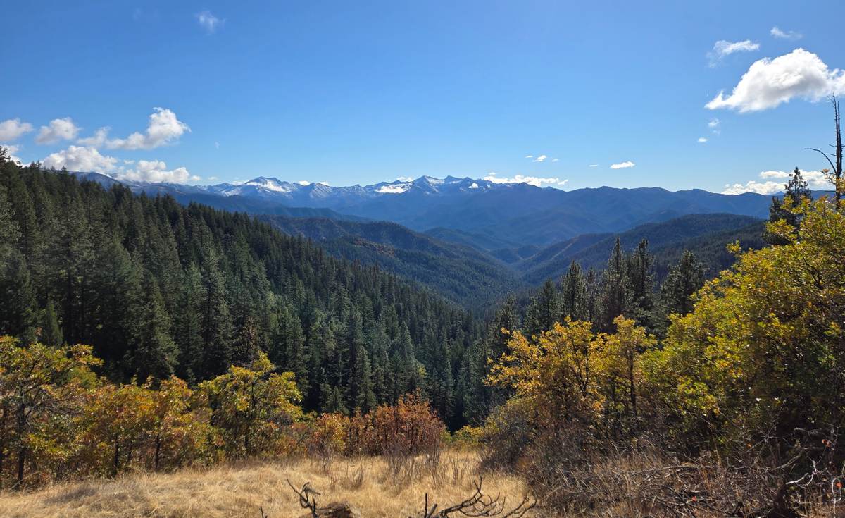 Bosques de coníferas y montañas del norte de California, donde viven los búhos barrados analizados por veneno para ratas