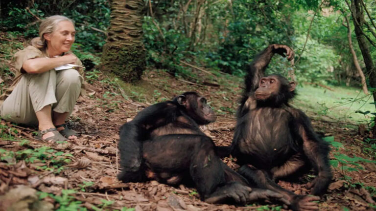 Cuadernos de observación del archivo de Jane Goodall sobre los chimpancés de Gombe.