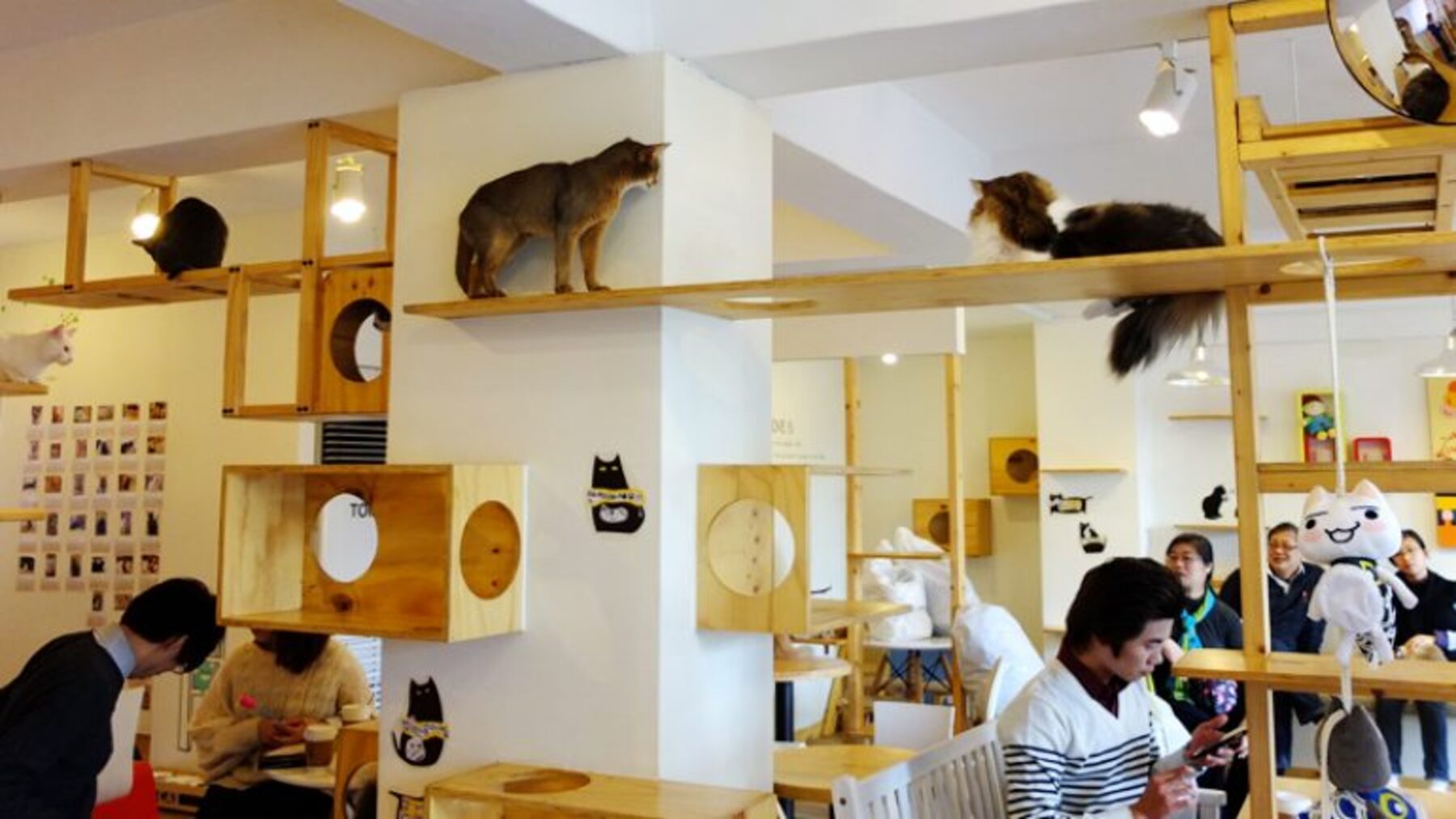 Cafés con animales en Japón bajo investigación por su bienestar