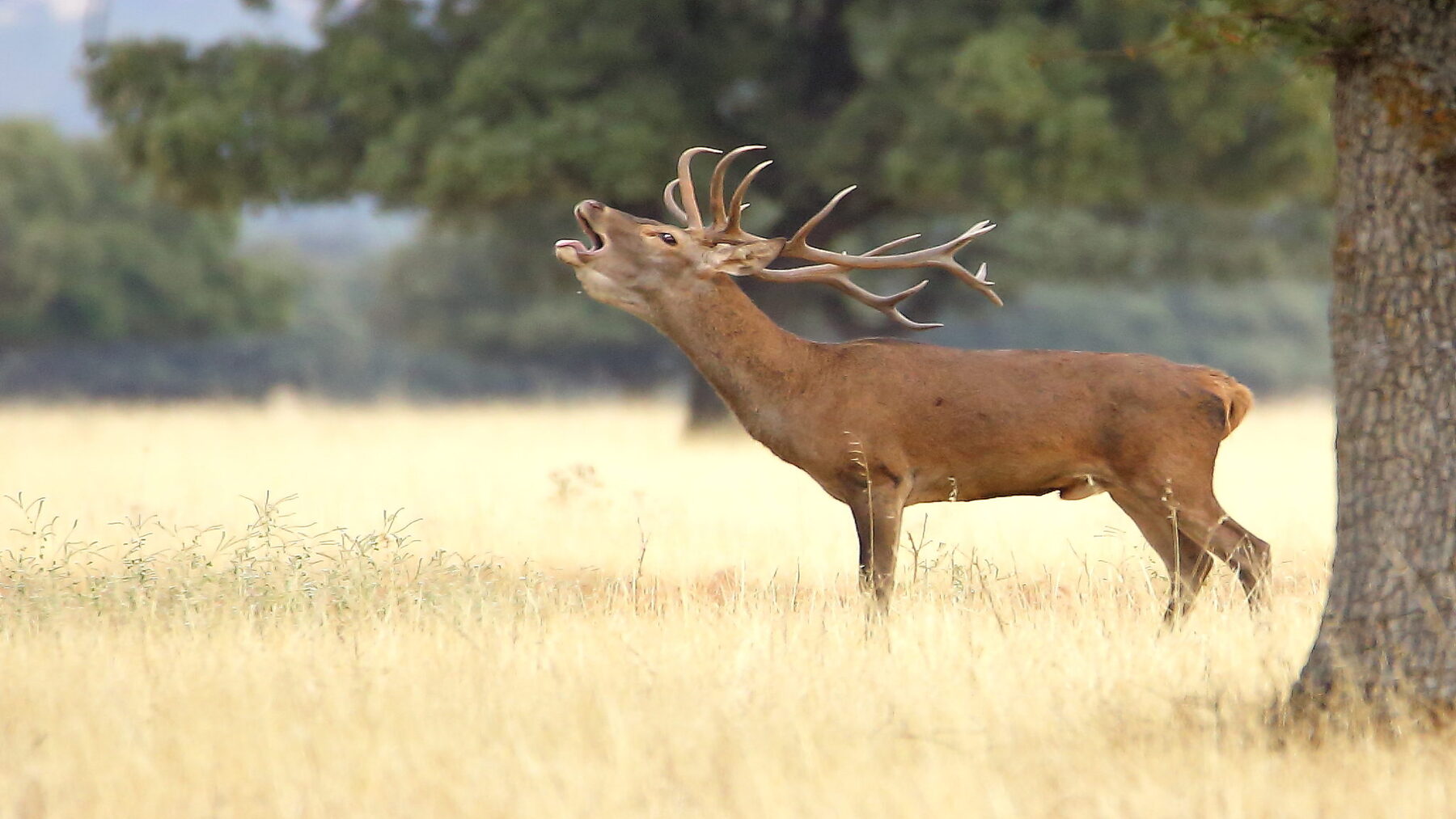 El bramido del ciervo anuncia el otoño andaluz